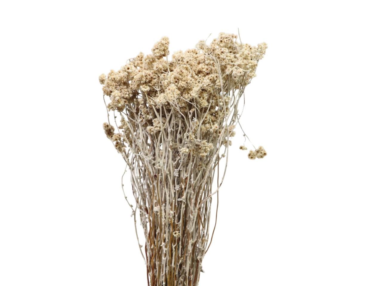 Helichrysum Crispum natur Bund 100gr.