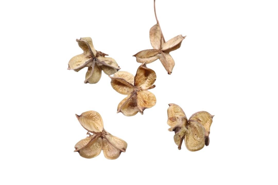 Baumwollkapseln natürlich 500gr.