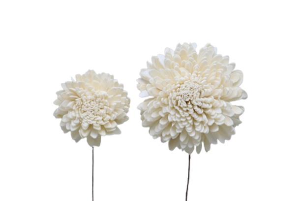 Zinie Sola am Draht 6+8cm sortiert je 24St. weiß
