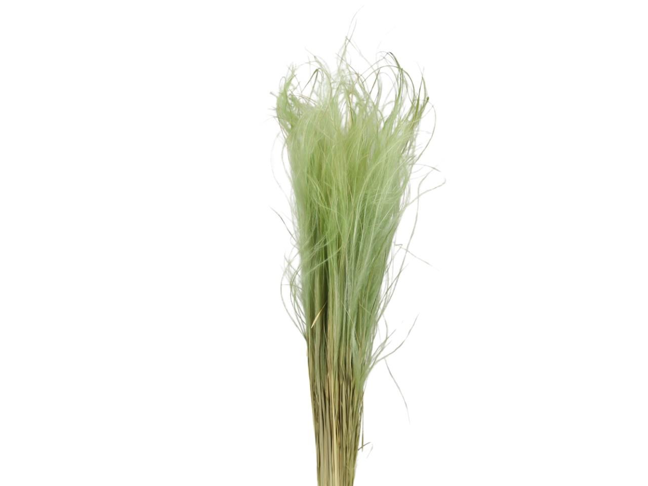 Stypa Pennata mit Stroh titanite 235/P 50gr.