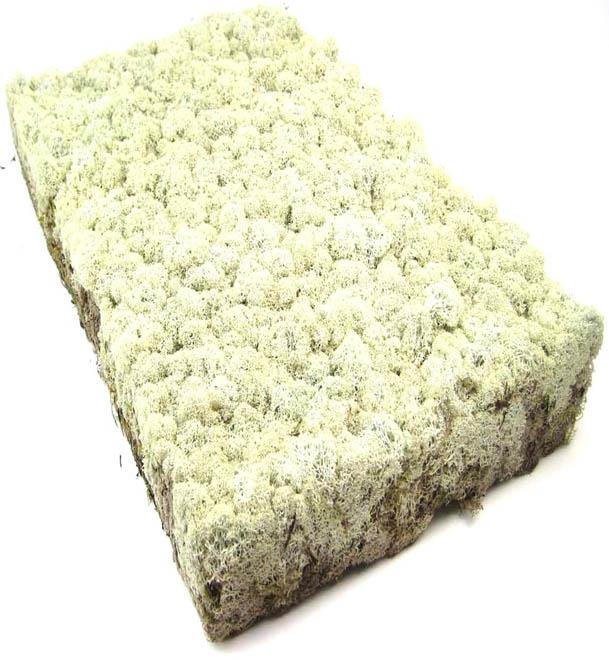 Islandmoos 2 Platten Trockenmoos