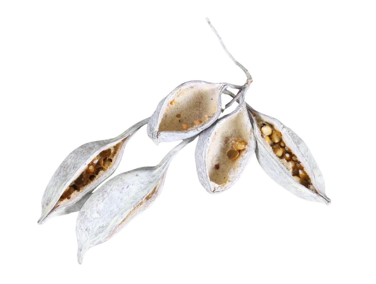 Brachyciton white washed 1,5kg