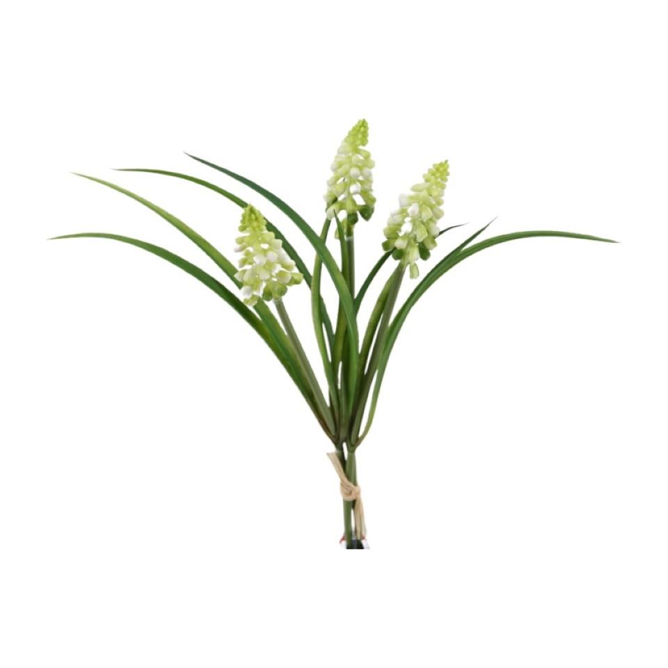 Traubenhyazinthe Bund x 3, 26 cm weiss-grün