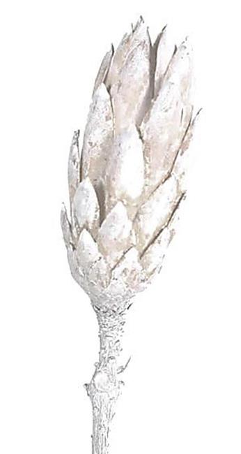 Protea Compacta Repens cream white washed