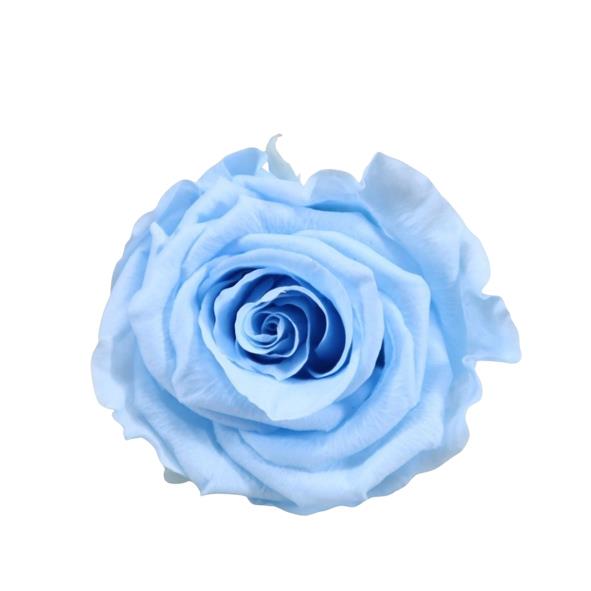 Rose "Extra" stabilisiert H6cmD6,5cm graceful Baby Blu NETTO