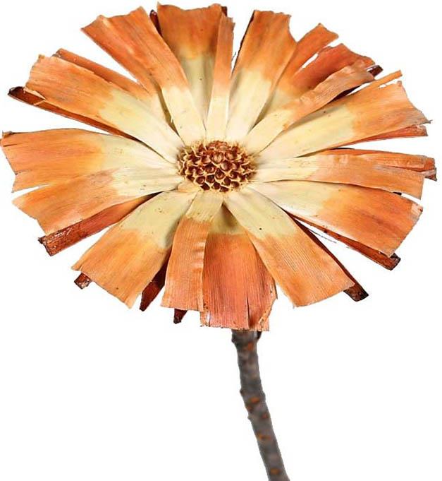 Protea geschn. D10-12cmL20-25cm cream