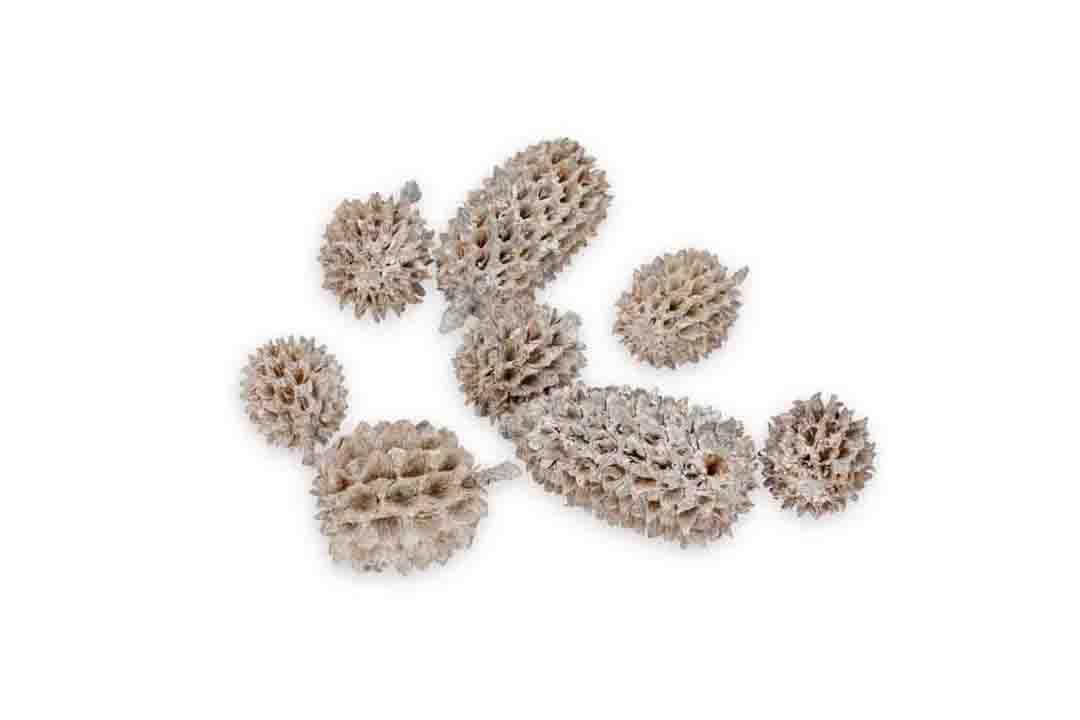 Zapfen Casuarina white washed 1kg