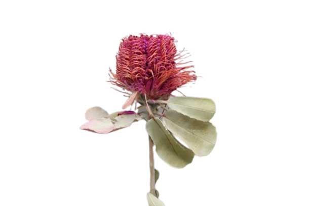 Banksia Coccinea erika