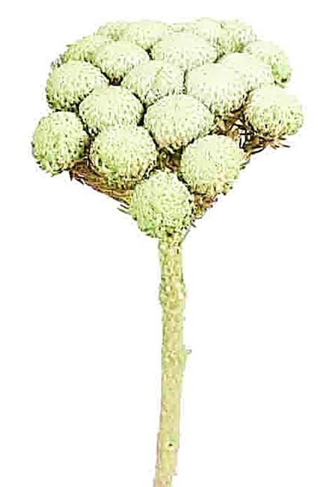 Brunia Albiflora grün frosted