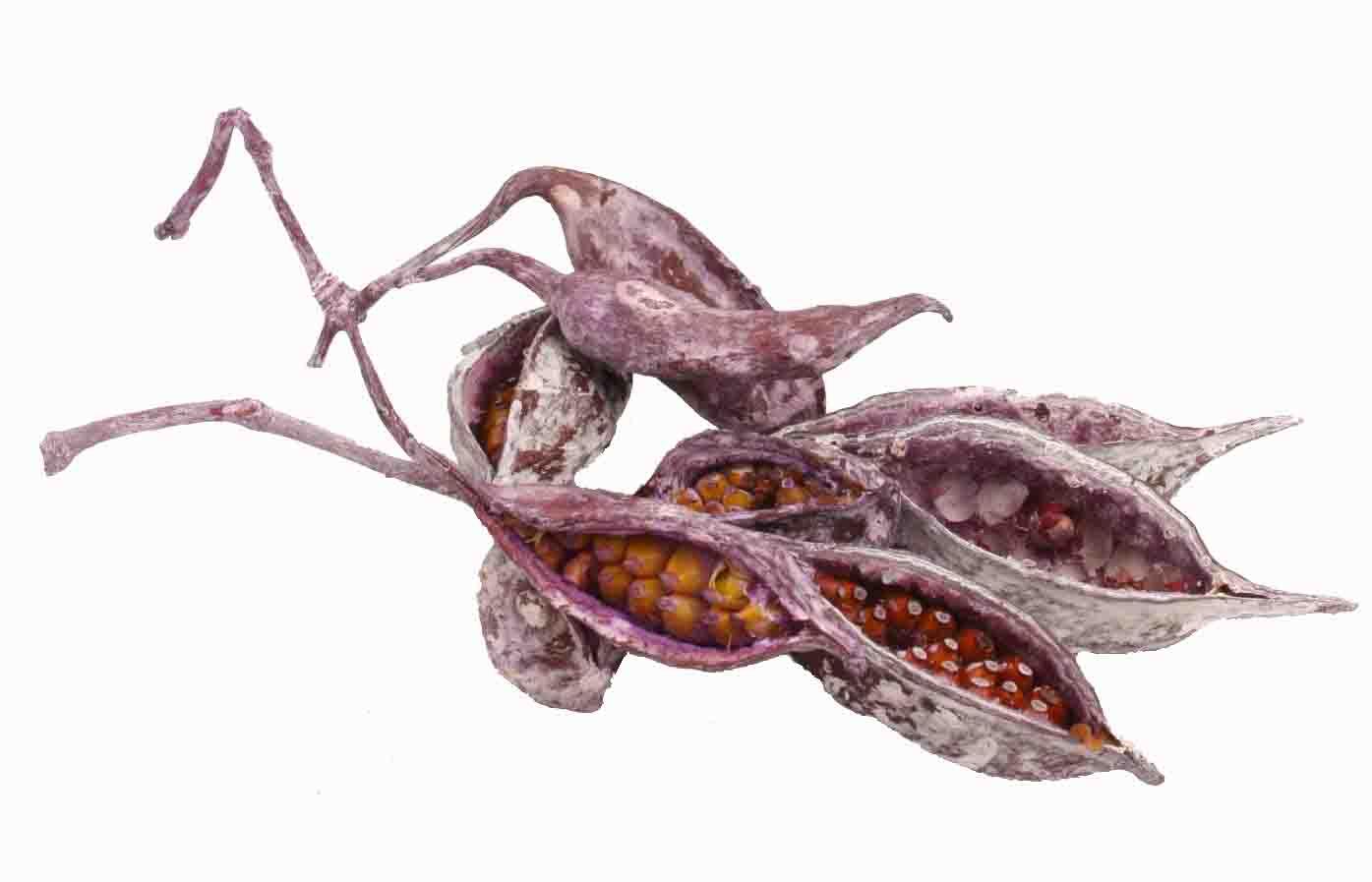 Brachyciton brombeer frosted 1,5 kg