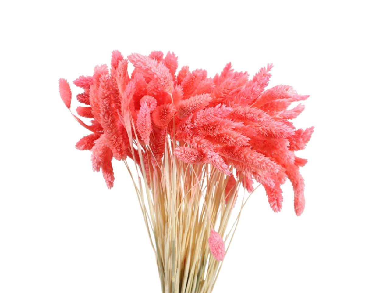 Poa Phalaris zartrosa109/P 100gr.