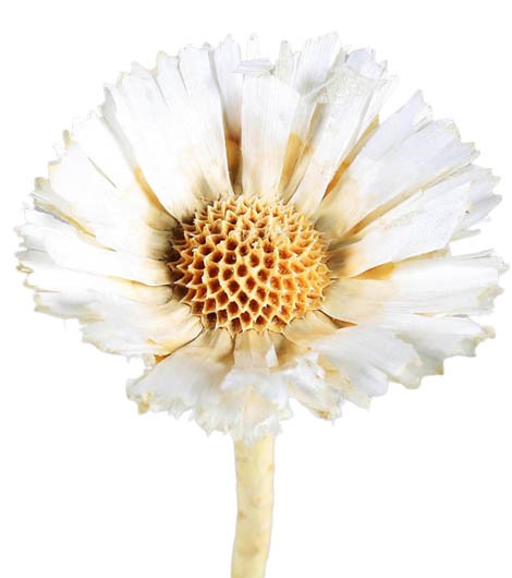 Protea geschnitten mittel D8-9L20-25cm gebleicht Original