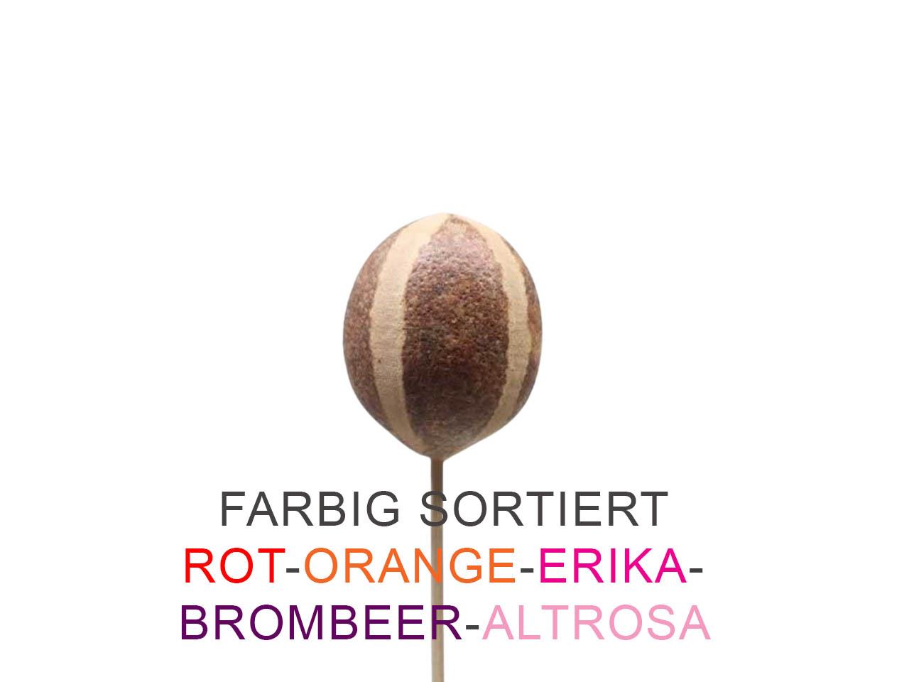 Belani Apfel Pumpkin gestielt farbig sortiert