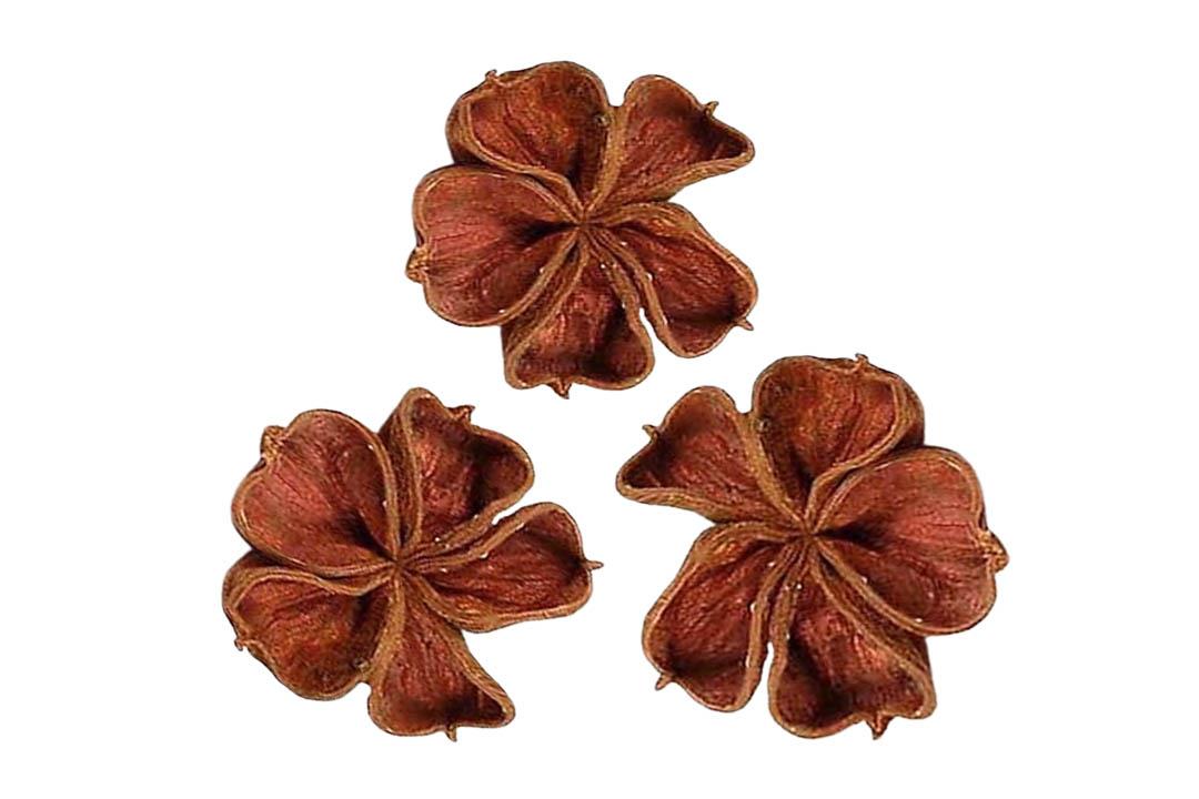 Landlotus D9-12cm natur