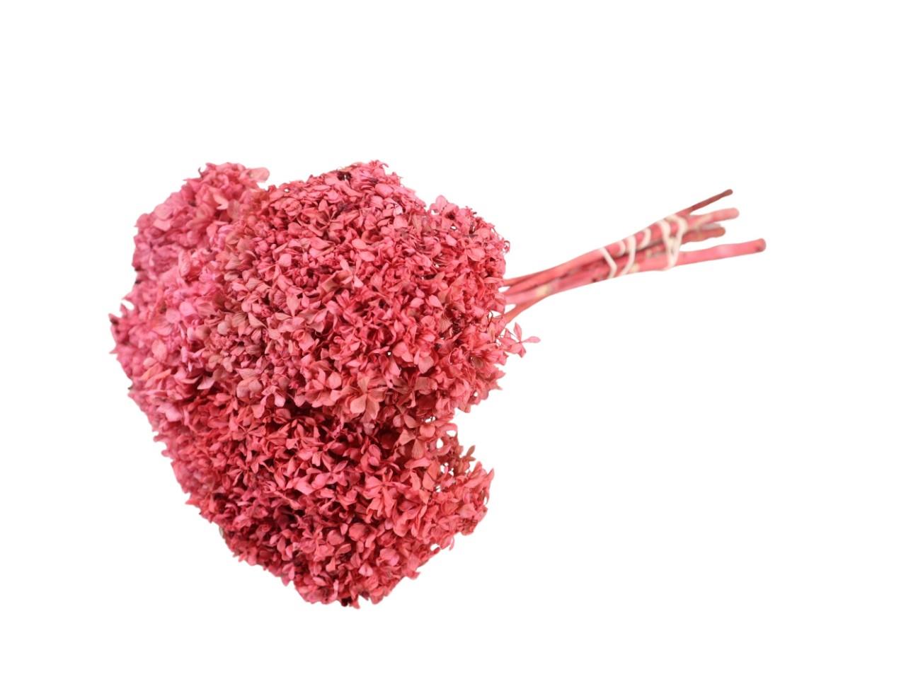 Hortensie getrocknet Länge ca. 50cm zartrosa