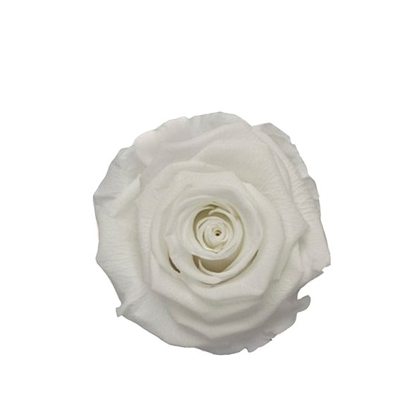 Rose "Extra" stabilisiert Angelical weiß NETTO