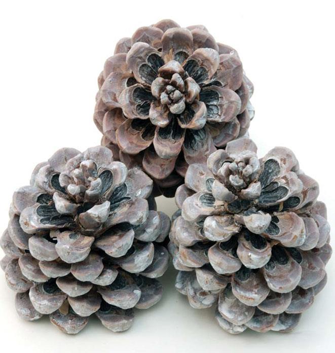 Zapfen Pinus Pinea mittel white washed