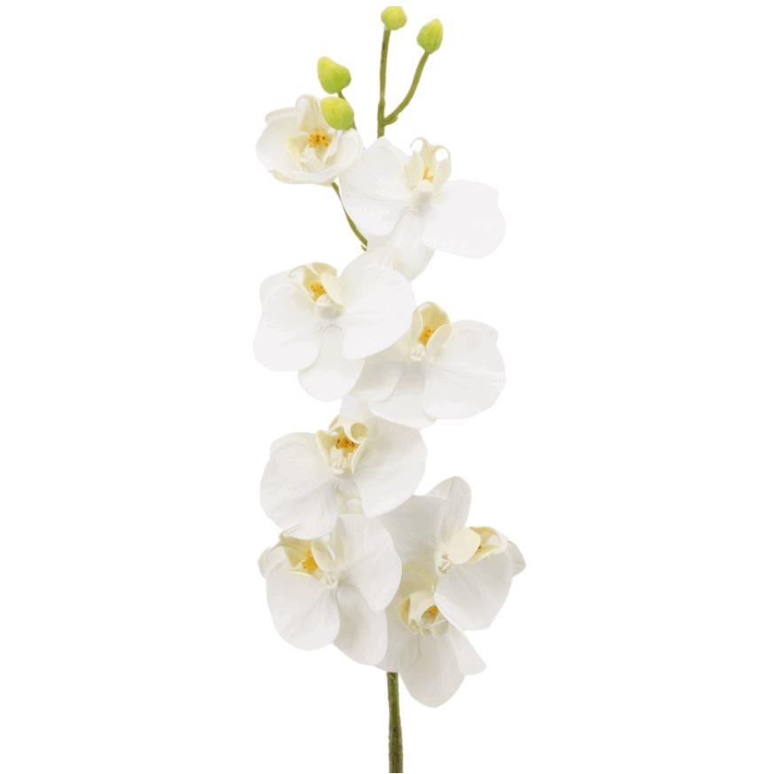 Phalaenopsis 90cm "Exclusiv"