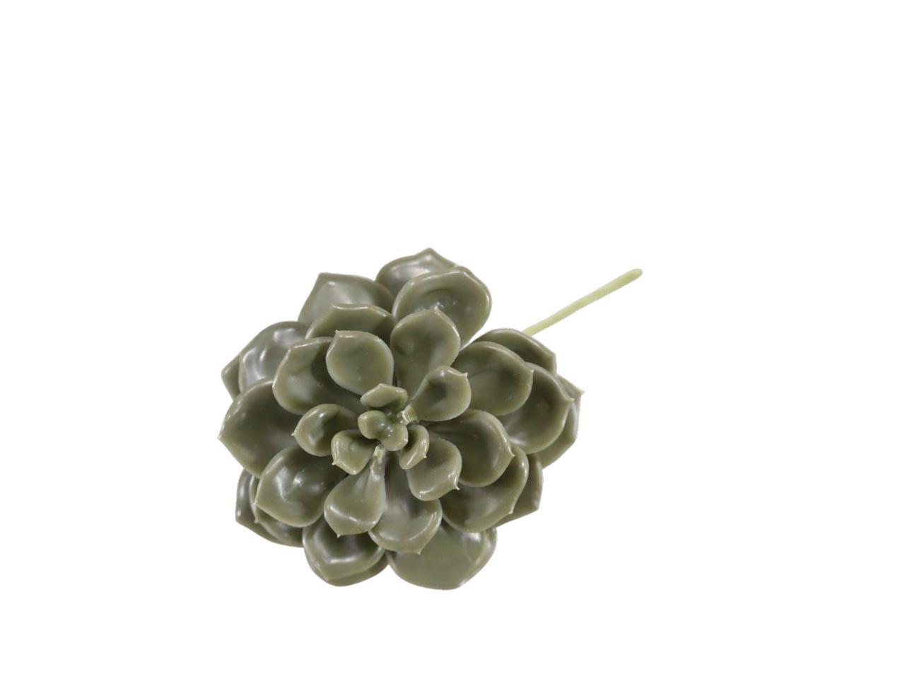 Sukkulente Wachs olivgrün D10cm