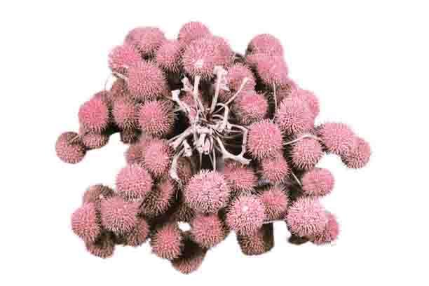 Plantanen Frucht D2,5cm 250gr. rosa