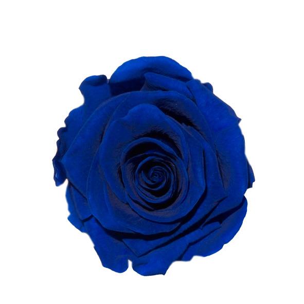 Rose "Extra" stabilisiert H6cmD6,5cm classy blau NETTO