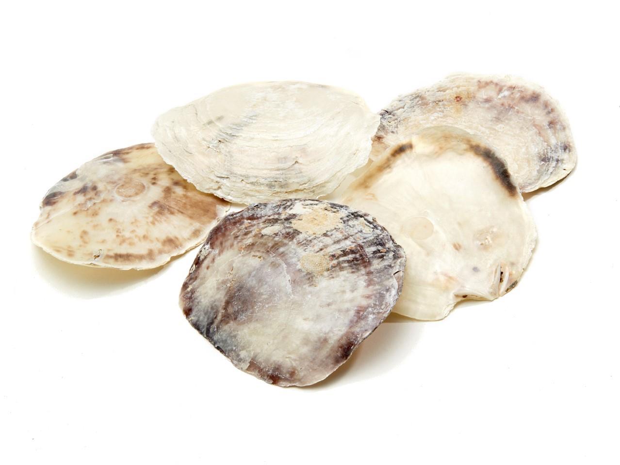 Muschel Placuna 500gr.