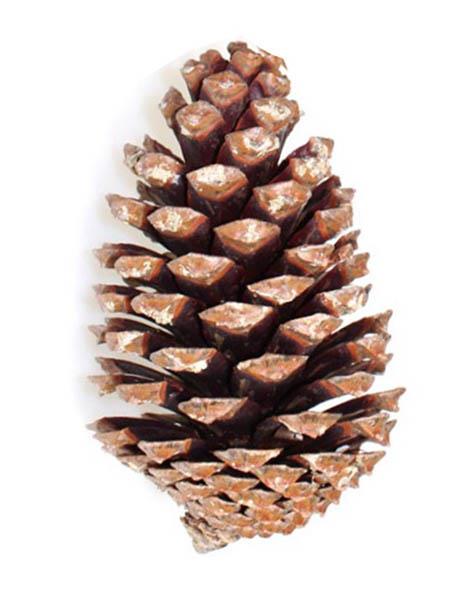 Zapfen Maritima H5-10cm natur