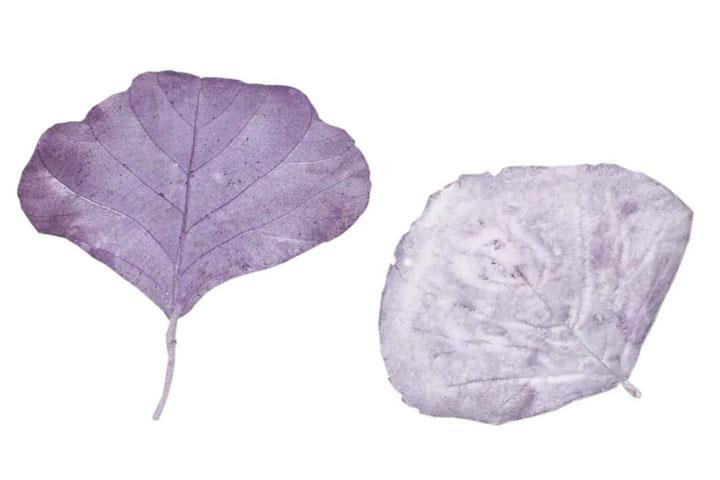 Hoja Blätter D13cmH13cm brombeer frosted