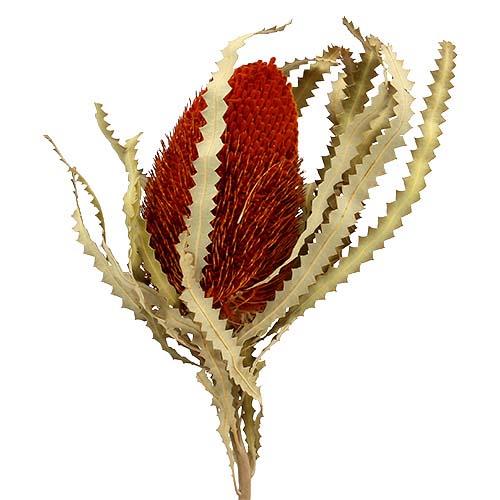 Banksia Hookerana orange Original