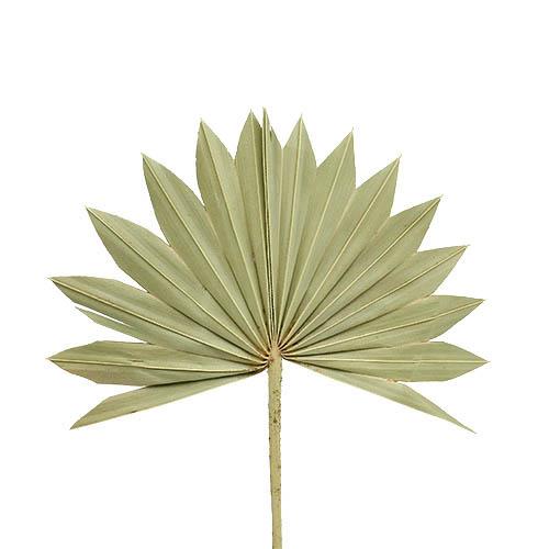 Palmspeer Sun Cut B30H15L50cm natur