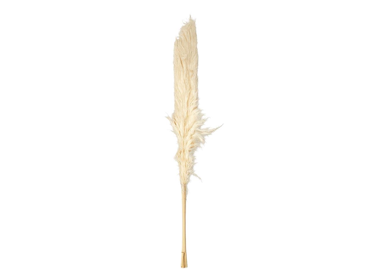 Pampas 120cm, Kopf 40-70cm gebleicht