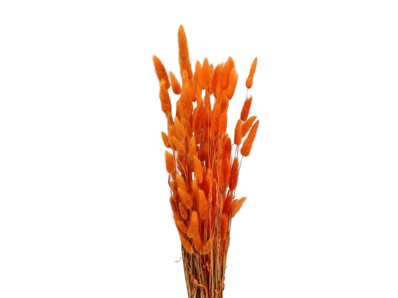 Lagurus orange 100g L70-75cm