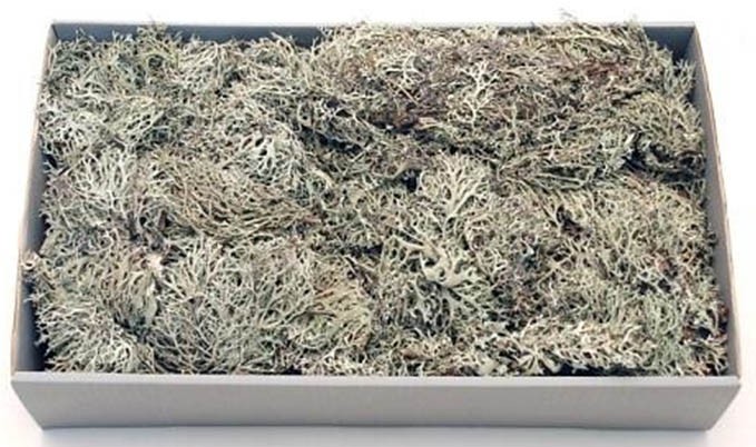 Grey (Flechte) Moos 2kg natur