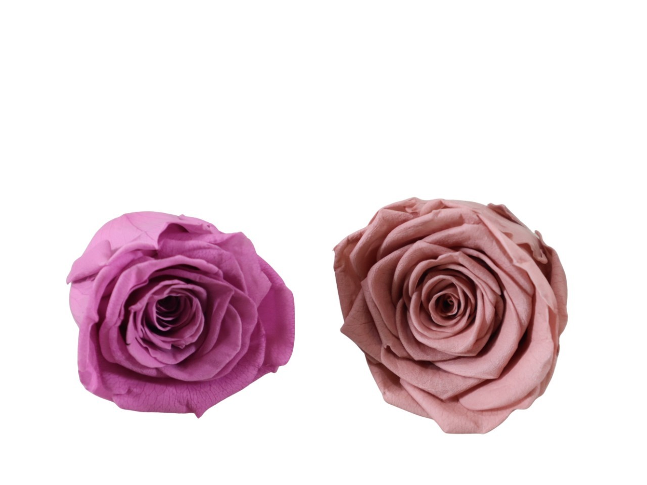 Rosenkopf konserviert H 5,5 cm D 6 cm altrosa/flieder NETTO