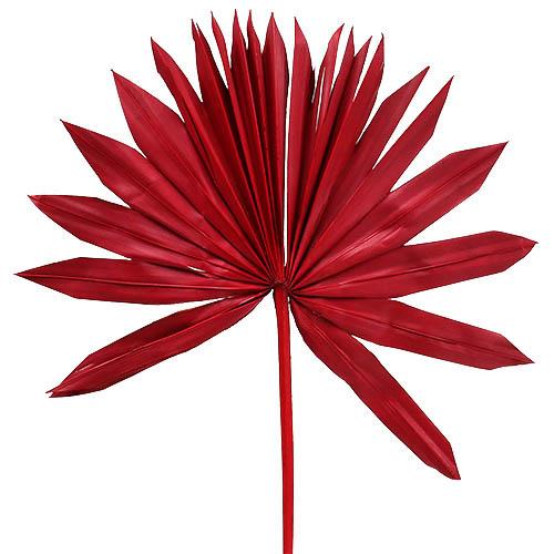 Palmspeer Sun Cut B30 H15 L50cm rot