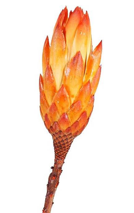 Protea compacta Repens orange