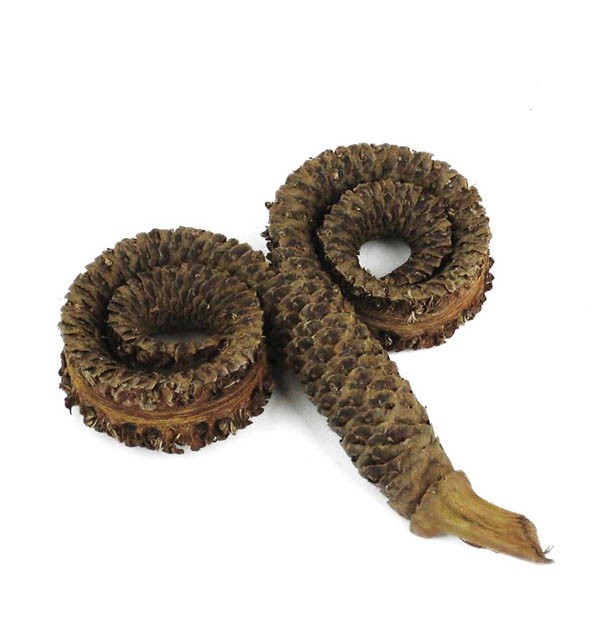 Palmale spezial lackiert natur