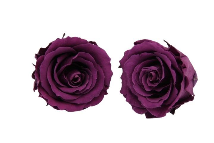 Rose stabilisiert Purple NETTO