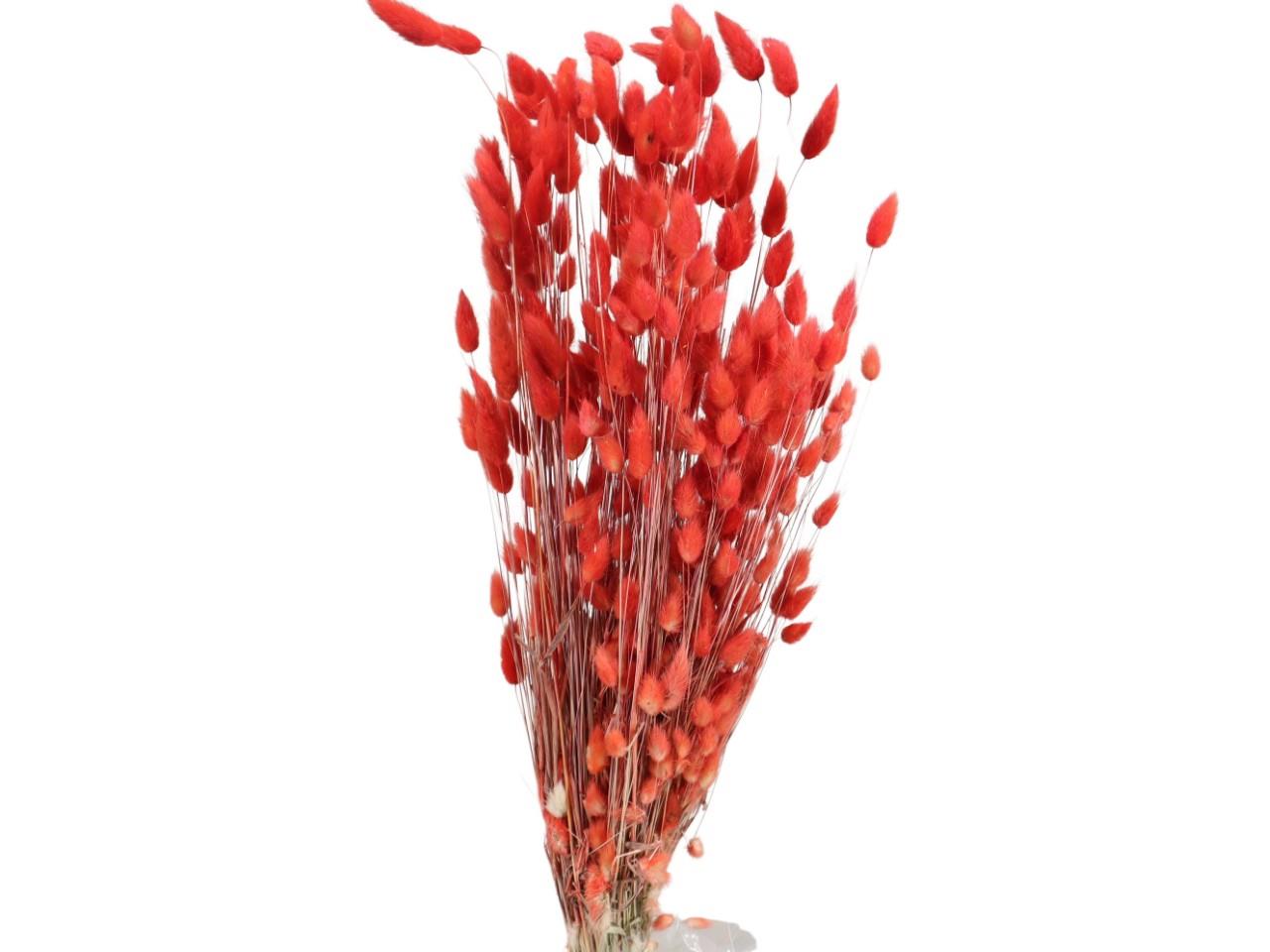 Lagurus rot mittel 100gr.