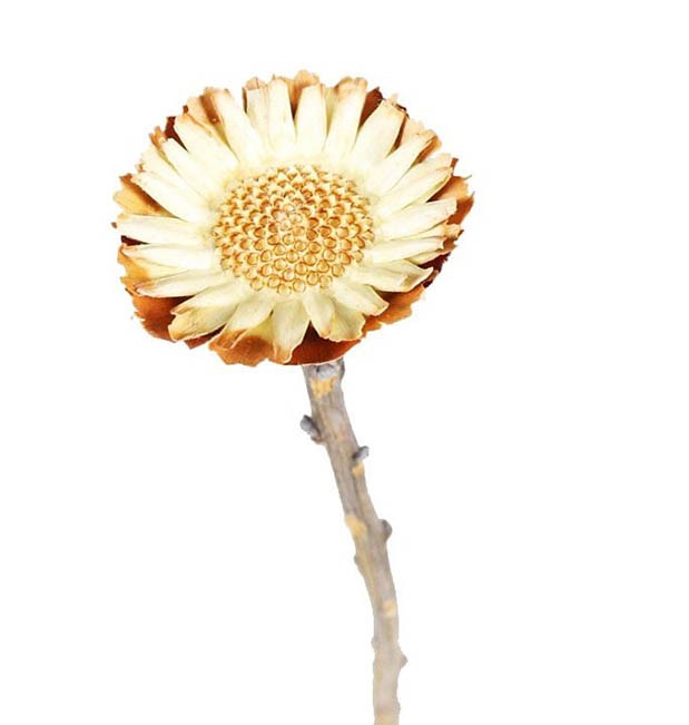 Protea geschnitten klein D6H2-3L20-25cm natur hell 100Stück