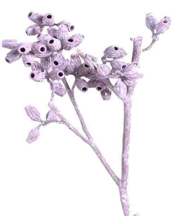 Eucalyptus Cluster Zweig brombeer frosted