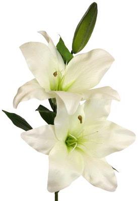 Lilie x2Blüten, 66cm weiß