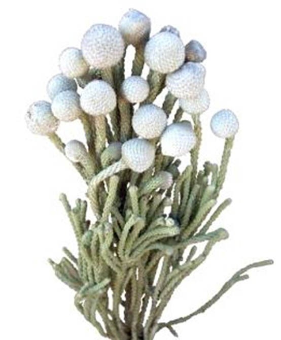 Brunia extra B5 L40cm natur Original