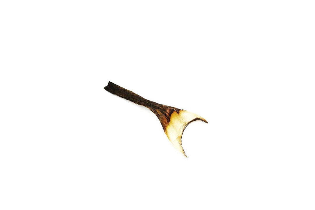 Agave mini natur
