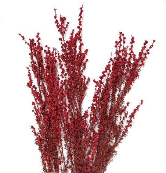 Ti Tree White groß rot/bordeaux