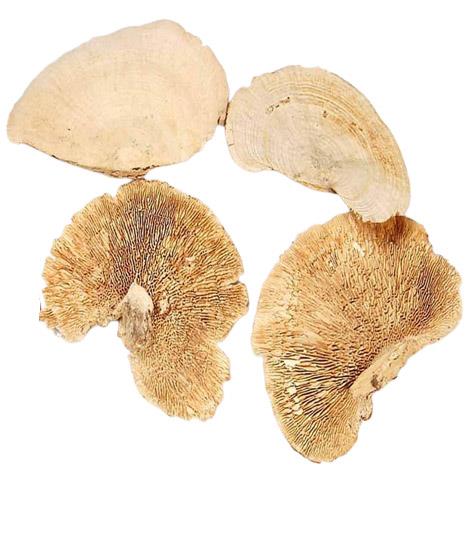 Baumschwamm B15-20H10-15cm 2kg gebleicht