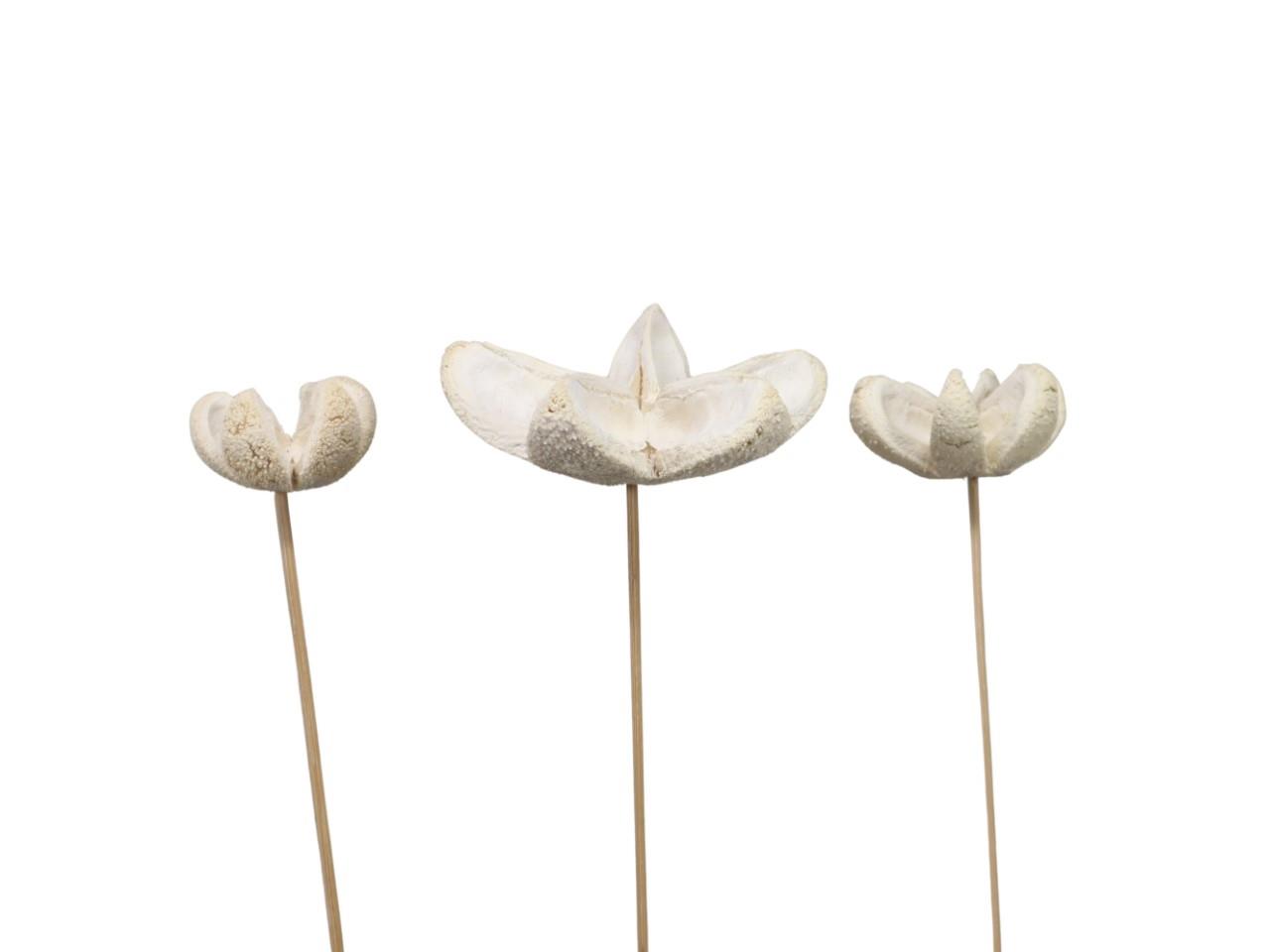 Bullet Blume gestielt D8H4L35cm gebleicht