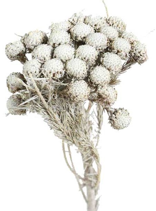 Brunia Albiflora L30-40cm white washed