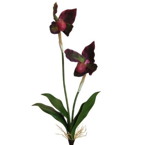 Frauenschuh 44 cm mauve-grün 2 Blüten