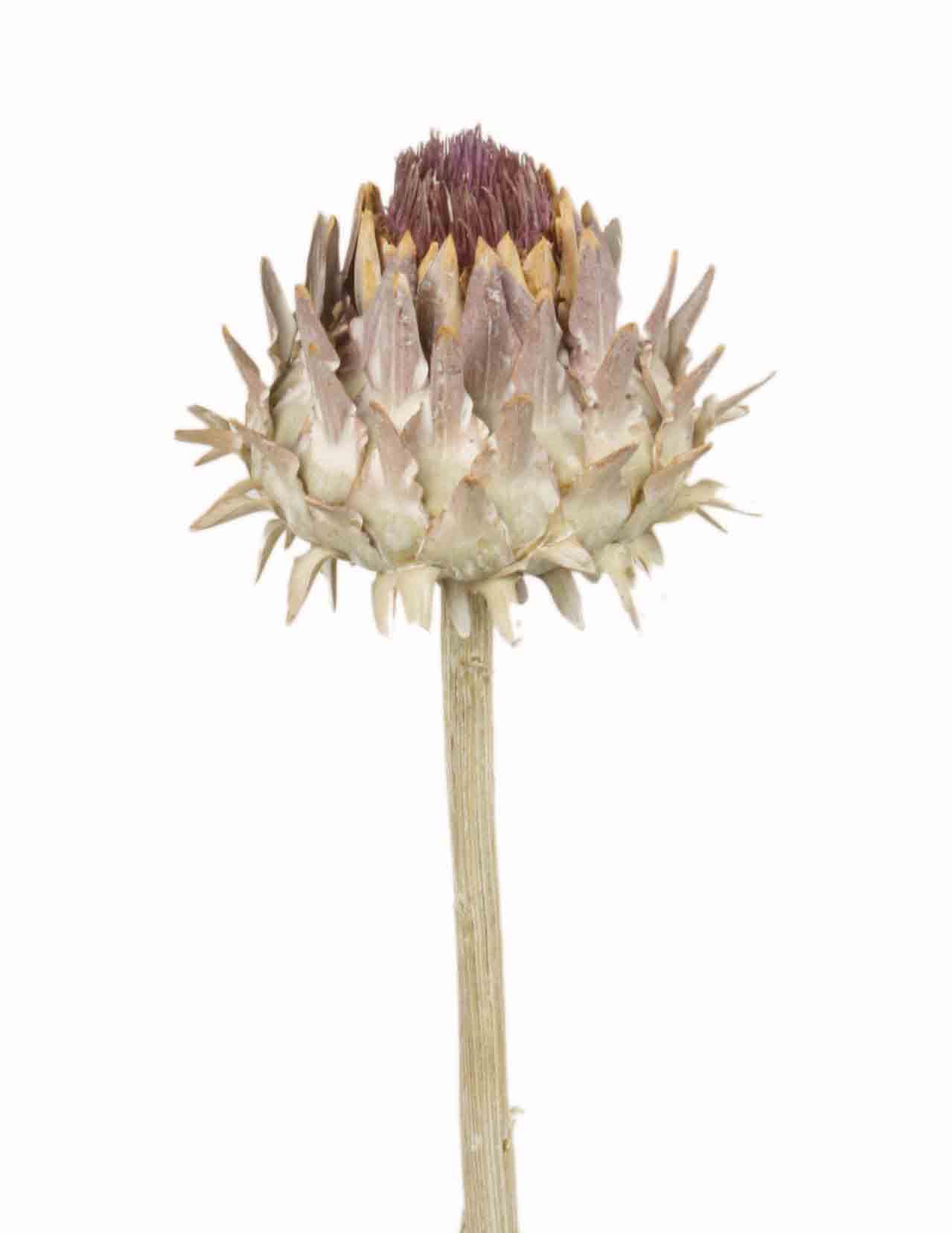Cardoni Cynara D7-9L25-30cm white washed
